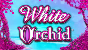 The Allure of Theme and White Orchid Slot